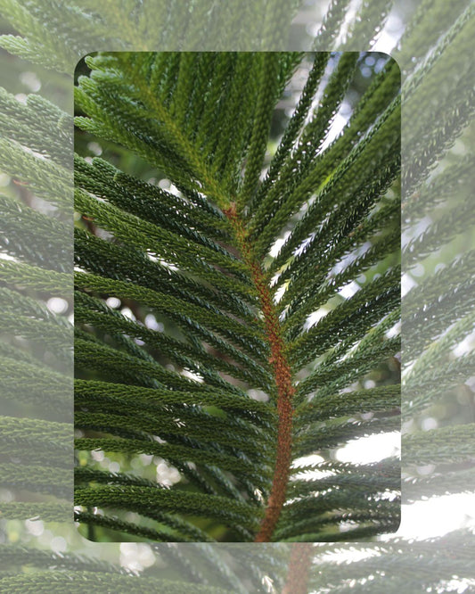 Cuadro "Trópico de Colores"