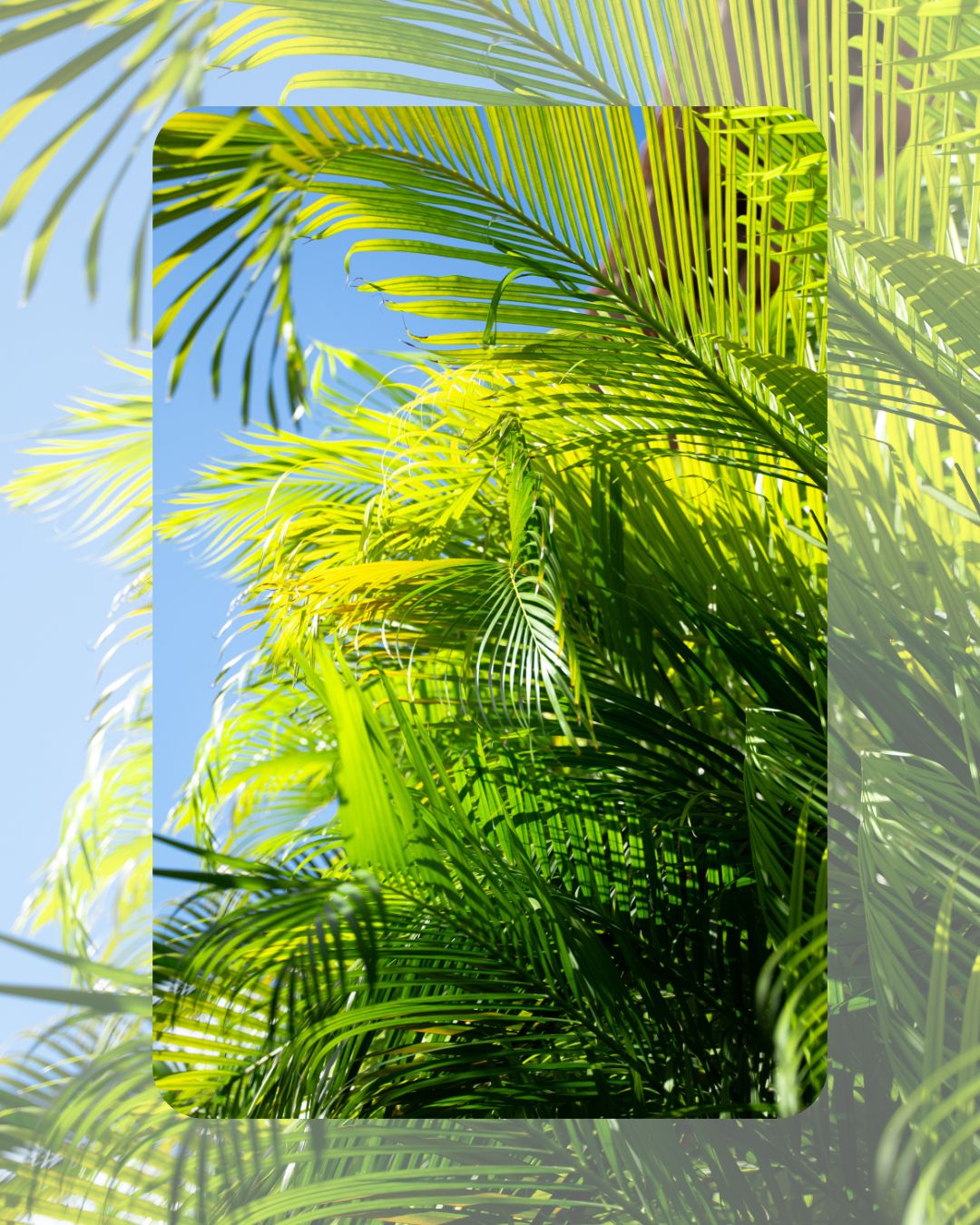 Cuadro "Bruma Tropical"