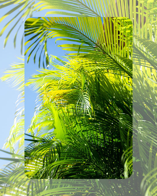 Cuadro "Bruma Tropical"